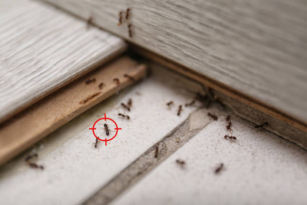 Best Best Pest Control Companies  in Bellerose Terrace, NY