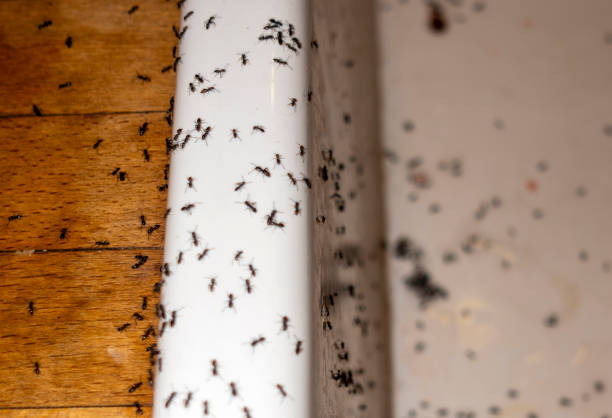 Best Pest Prevention Services  in Bellerose Terrace, NY