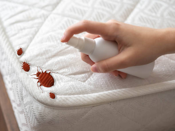 Best Commercial Pest Control Services  in Bellerose Terrace, NY