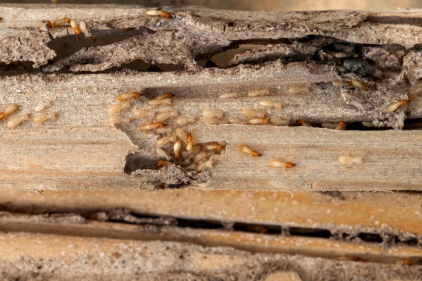 Best Wildlife Control Services  in Bellerose Terrace, NY
