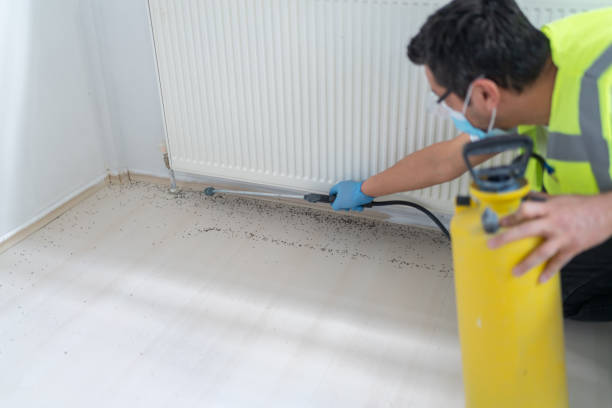 Best Termite Control Services  in Bellerose Terrace, NY
