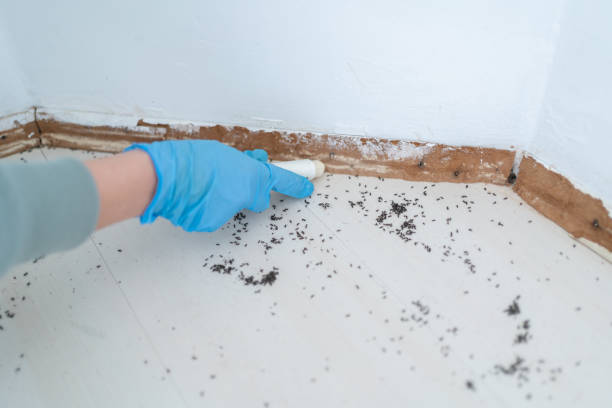 Best Mosquito Control Services  in Bellerose Terrace, NY