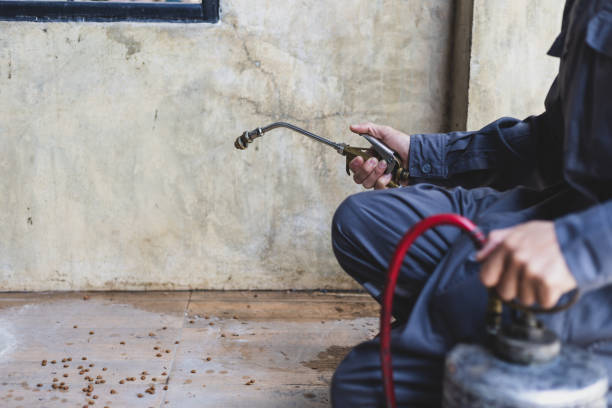 Best Wasp Removal Services  in Bellerose Terrace, NY