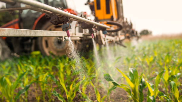 Best Pest Removal Services  in Bellerose Terrace, NY